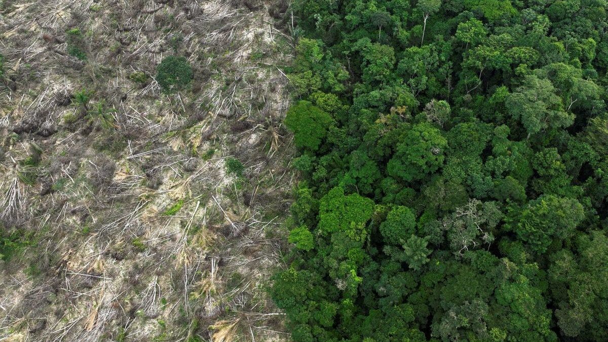 World 'failing' on pledge to stop deforestation by 2030