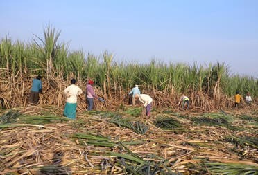 مزارعون في الهند - رويترز