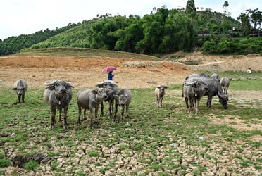 Buffaloes standing on an island formed inside Thac Ba hydropower lake in Yen Bai province. Vietnam, which relies on hydropower for almost half its energy needs, June 13, 2023. (AFP)