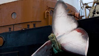 Iceland suspends fin whale hunting over animal rights concerns
