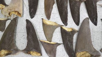 Brazil confiscates shark fins destined for Asia in world’s largest seizure