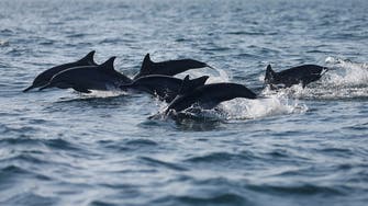 Russia training ‘combat dolphins’ in Crimea in fight against Ukraine: UK intelligence