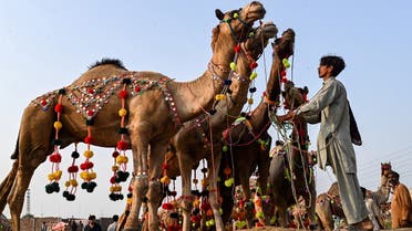 In this picture taken on June 25, 2023, a farmer holds sacrificial camels, as he waits for customers at a livestock market ahead of the Muslim festival of Eid al-Adha in Lahore. (AFP)