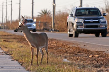 An endangered deer in Florida