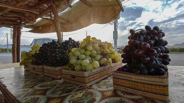 العنب في نجران - واس