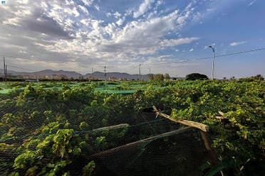 مزارع العنب في نجران - واس