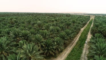 واحة النخيل في الأحساء