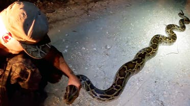 A Florida man caught a 19-foot (nearly six meter) Burmese python, believed to be a record for the southern US state. (Twitter)
