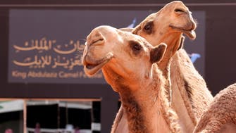 Saudi Arabia’s PIF to set up camel dairy company