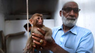 Baby monkey escapes in Pakistan court during smuggling case