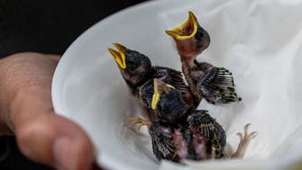 Swiss bird center saves hundreds of winged victims from extreme heat