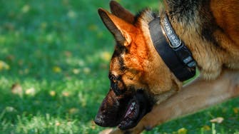 Biden’s German shepherd dog bit Secret Service officers 10 times in 4 months: Records