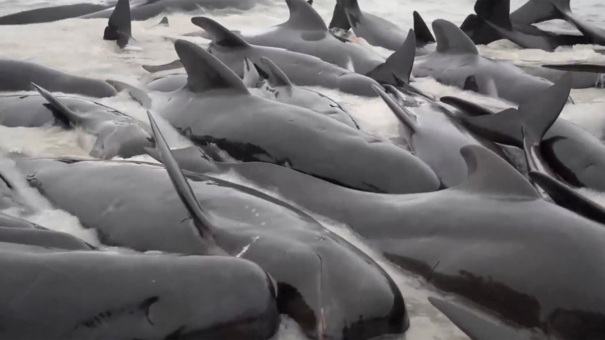 Hundreds of whales beached on New Zealand islands - ABC News