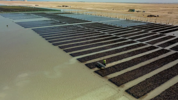 Saudi’s Red Sea Global to plant 50 million mangroves by 2030 to foster sustainability