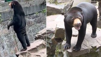 China zoo denies sun bear is human in costume
