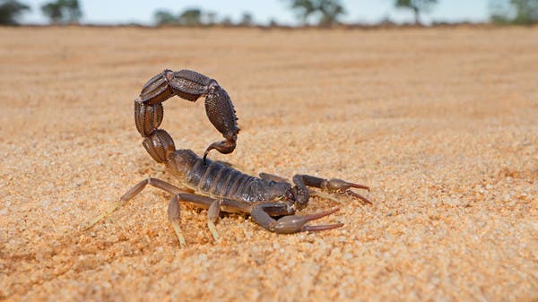 Exploitation of Children: Accusations Against Tunisian Government Institute for Scorpion Hunting