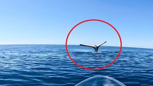 Rare Sight: Humpback Whale Stands on Head in the Middle of the Ocean