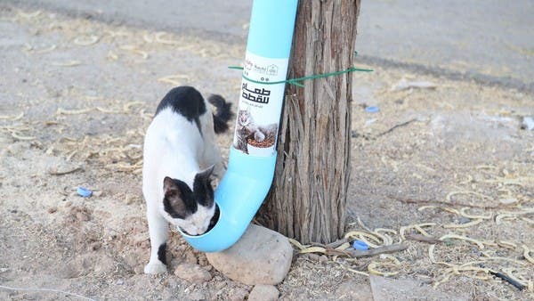 In Riyadh, a youth initiative to shelter and treat homeless cats