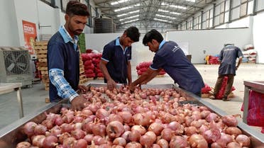 Workers of a retail chain sort onions at Manchar village in Pune, India. (Reuters)
