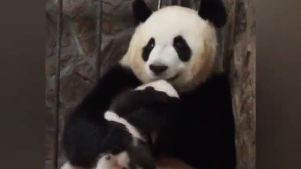 Panda Bears: Smart but Lazy Creatures with a Touching Motherly Love