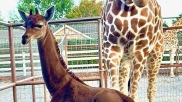 Rare Giraffe Born Without Spots at Tennessee Zoo