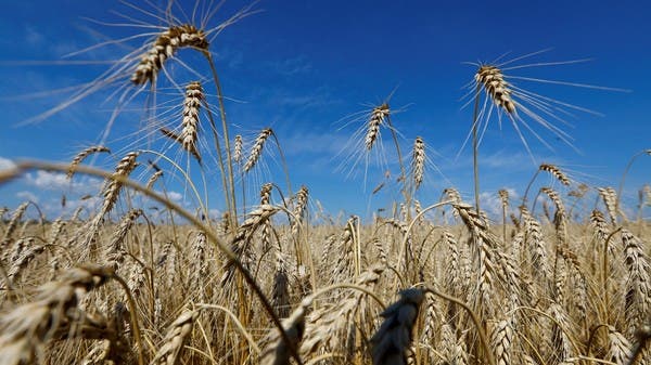 الان – أوكرانيا تتوقع زيادة المساحة المزروعة بالقمح الشتوي في 2024 لهذا المستوى – البوكس نيوز