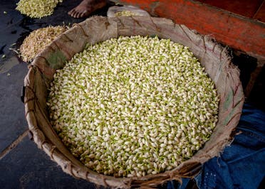 چنبیلی کے پھول