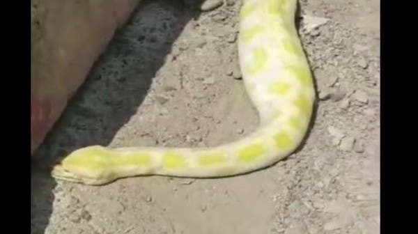 Details of finding a huge snake in Al-Quthami neighborhood in Madinah