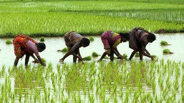 Indian women pluck rice from a paddy in Midnapur 150 km (95 miles) west of the the east-ern Indian city of Calcutta. (File photo: Reuters)