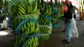 Ecuador’s security unravels as drug cartels exploit the banana industry