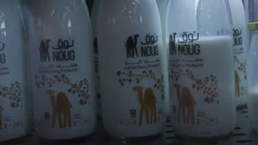 Camel milk in Saudi Arabia has become Italian flavours