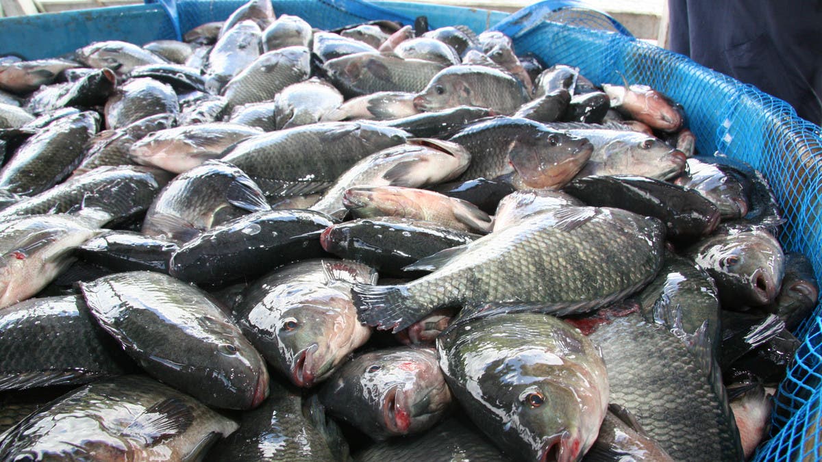 بعد سمكة الأرنب.. تحذيرات من 8 أنواع سامة في أسواق مصر 