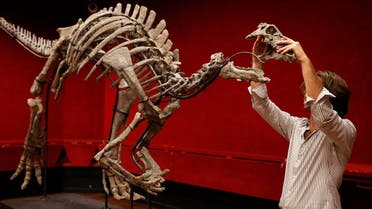 Auction house employee Arthur reconstructs the skeleton of an adult dinosaur named Bar-ry, a large specimen of Camptosaurus from the end of the Jurassic period, roughly 150 mil-lion years ago, with remarkable preservation and one of the most complete skulls ever documented for the specie, at Drouot auction house in Paris, France, on September 12, 2023. (Reuters)