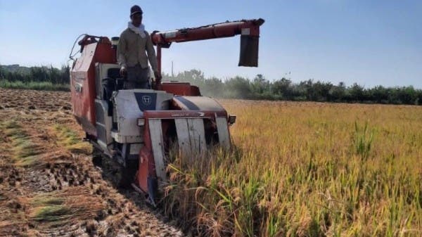 أسعار الأرز في مصر تصل مستويات غير مسبوقة مع مخاوف التعويم