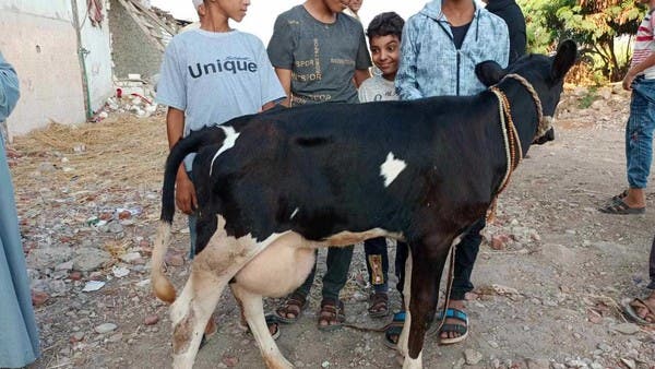 Controversial Cow: The Shocking Truth Behind the Miraculous Blessings