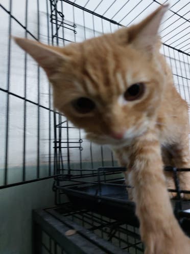 Rescuers have been working through the night to rescue the live cats and find them temporary homes. Almost all of the cats had been microchipped and had been neutered through TNR (trap, neuter, release programs) (Supplied)