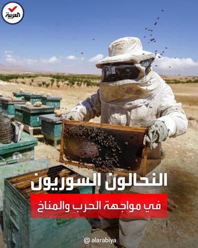 انخفاض إنتاج النحل في سوريا إلى النصف بسبب التغيرات المناخية وتبعات الحرب
