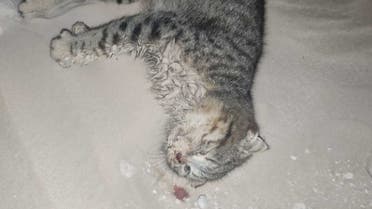 Animal rescuers have shared outrage after they say they have found “more than 100” cats and kittens – many of them dead – dumped in the Abu Dhabi desert. (Supplied)