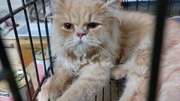 Animal rescuers outraged after ‘more than 100' cats found dumped in Abu Dhabi desert