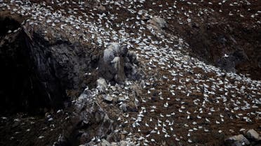 A view shows the colony of northern gannets on the Rouzic island of the Sept-Iles archipelago, a bird reserve affected by a severe epidemic of bird flu, off the coast of Perros-Guirec in Brittany, France, September 5, 2022. REUTERS/Stephane Mahe