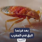 طوارئ صحية في المغرب بسبب "بق الفراش" القادم من فرنسا