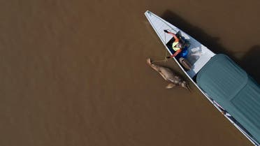 A dead dolphin is seen at the Tefe lake, affluent of the Solimoes river that has been affected by the high temperatures and drought in Tefe, Amazonas state, Brazil, October 1, 2023. (Reuters)