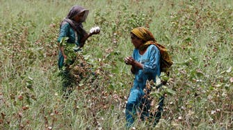 پاکستان میں کپاس کی پیداوار میں گذشتہ برس کے مقابلے میں 71 فیصد اضافہ