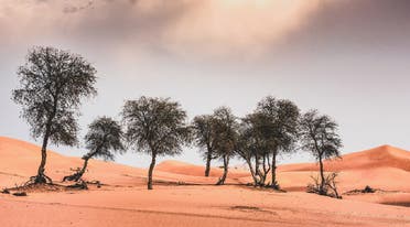 CAFU has launched the Ghaf Tree Project in the UAE - an ambitious initiative to re-green barren eco-systems by planting millions of ghaf trees. (Supplied)