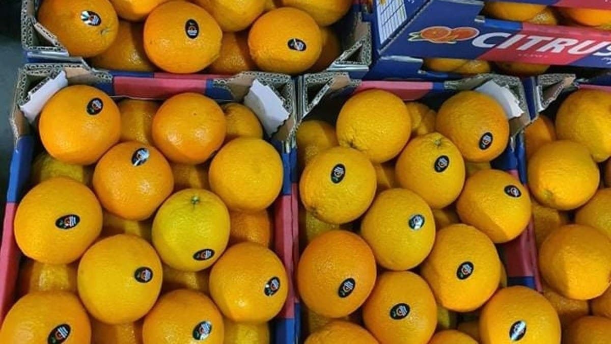 البرتقال المصري" يتربع على عرش أوروبا وينافس أكبر المنتجين في عقر دارهم