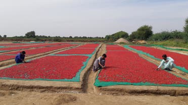 Workers spread red chilies for drying in the Umerkot district of Pakistan's Sindh province on November 13, 2023. (AN Photo by Zulfiqar Kunbhar)