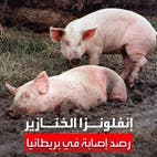 رصد أول إصابة بشرية في بريطانيا بإنفلونزا الخنازير