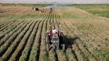 Iraqi workers harvest potato crops, which has been damaged by a heatwave and environmental and climatic changes, in Mosul, Iraq, July 15, 2023. (Reuters)