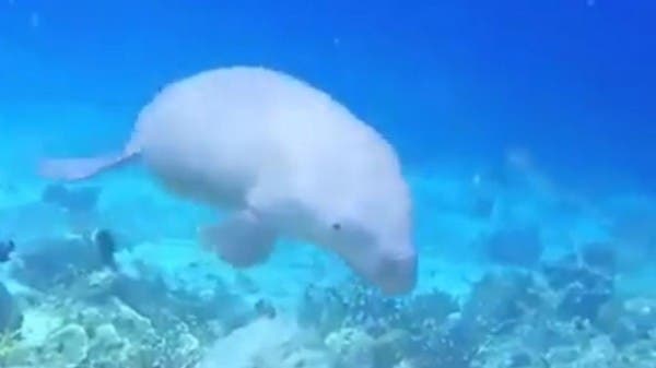 It gives birth, breastfeeds and lives to be 100 years old. A video of a rare fish in Egypt