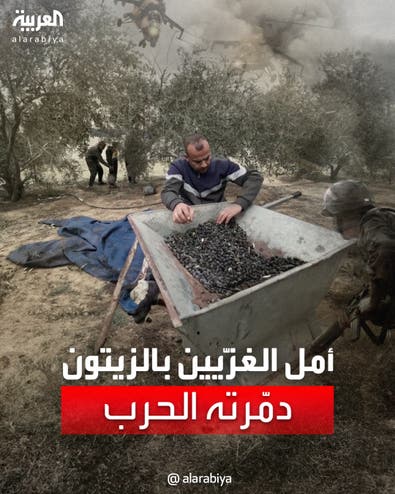 غزّيون استغلوا الهدنة لقطف الزيتون.. آلاف الأشجار تدمّرت بفعل الجرافات الإسرائيلية